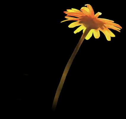 Flor