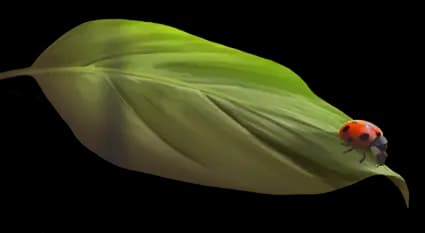 Flor
